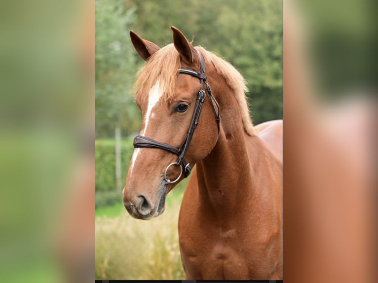 Belgian Warmblood Mare 4 years 16,1 hh Chestnut-Red in Asten