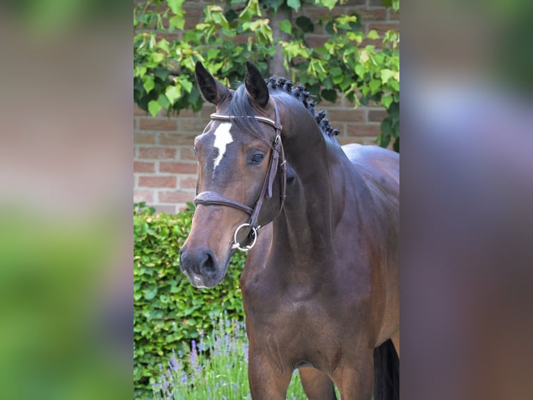 Belgian Warmblood Mare 4 years 16,2 hh Bay-Dark in Bladel