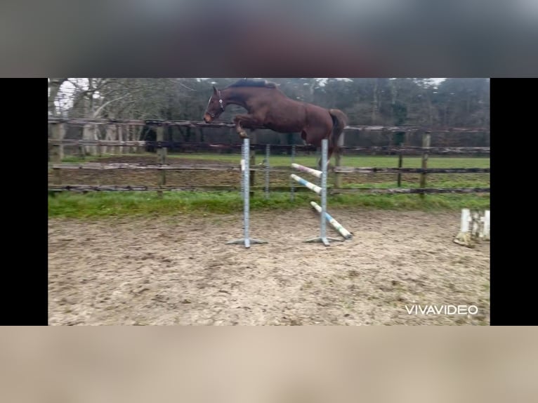 Belgian Warmblood Mare 4 years 16,2 hh Chestnut in Neerglabbeek