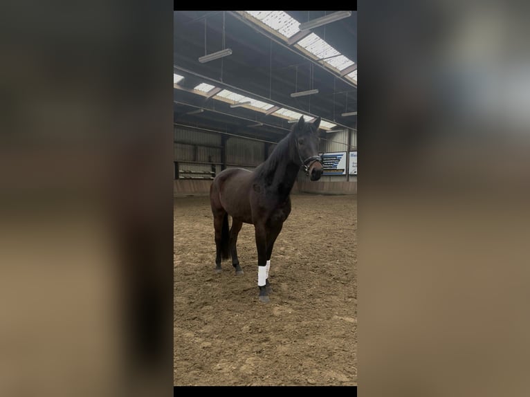 Belgian Warmblood Mare 4 years 16 hh Bay-Dark in Melsele