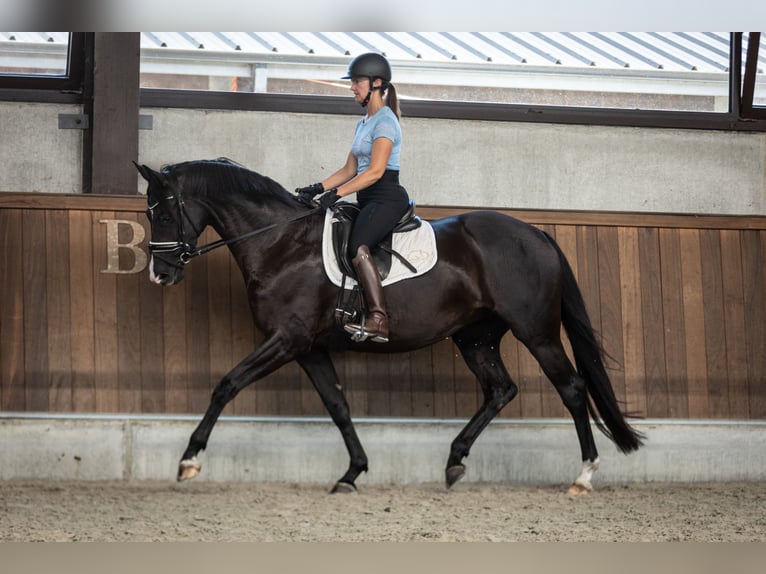 Belgian Warmblood Mare 4 years 16 hh Black in Moerbeke-Waas