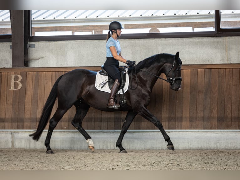 Belgian Warmblood Mare 4 years 16 hh Black in Moerbeke-Waas