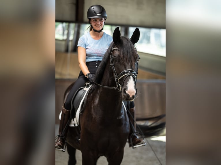 Belgian Warmblood Mare 4 years 16 hh Black in Moerbeke-Waas