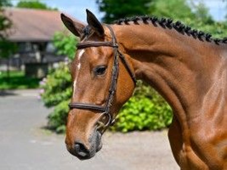 Belgian Warmblood Mare 4 years 16 hh Black in Heerde