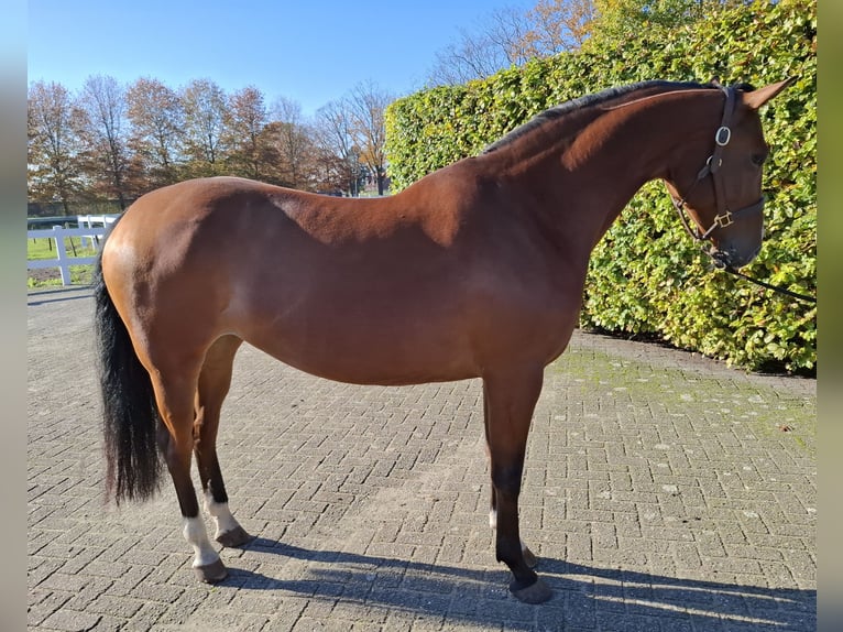 Belgian Warmblood Mare 4 years 16 hh Brown in Asten