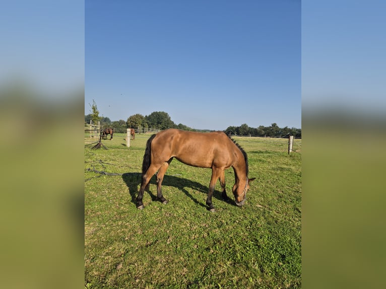 Belgian Warmblood Mare 4 years 16 hh Brown in Aarschot