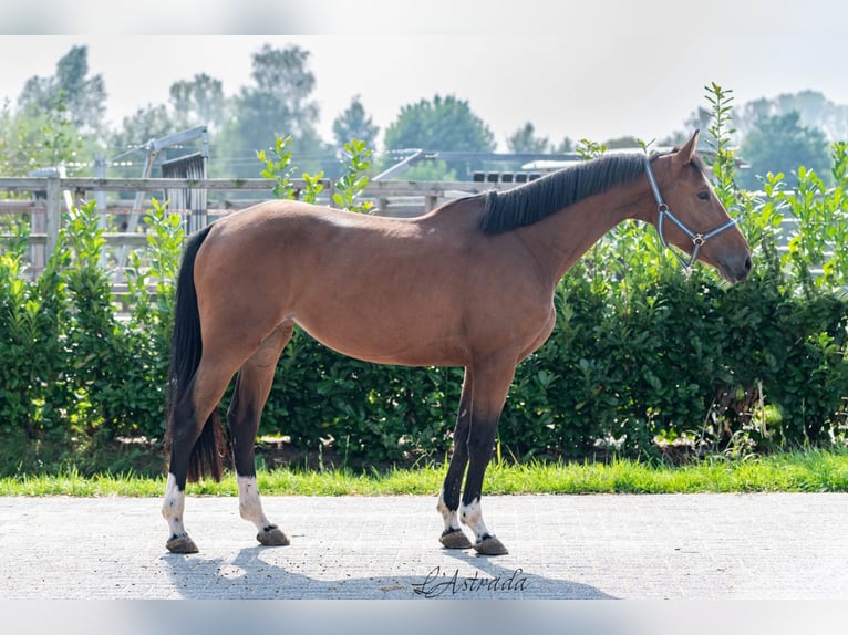 Belgian Warmblood Mare 4 years 16 hh Brown in Bladel