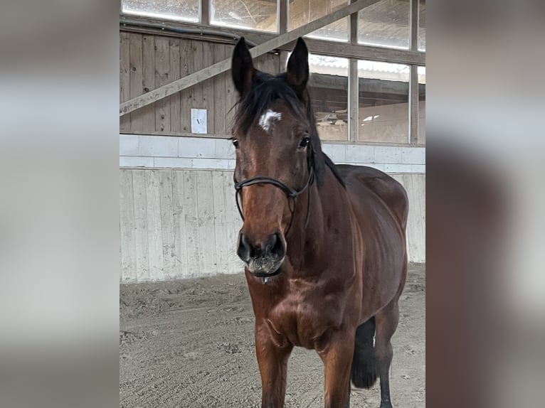 Belgian Warmblood Mare 4 years 16 hh Brown in Neuried