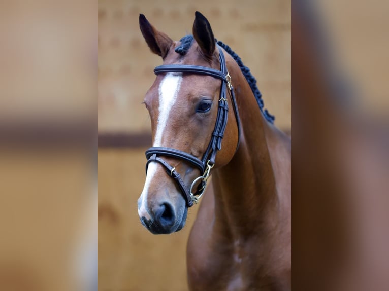 Belgian Warmblood Mare 4 years 16 hh Brown in Kinrooi