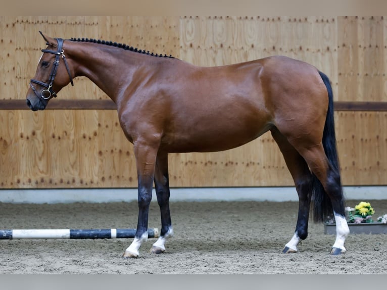 Belgian Warmblood Mare 4 years 16 hh Brown in Kinrooi