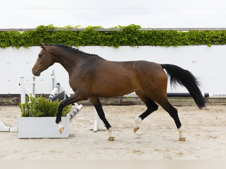 Belgian Warmblood Mare 4 years 16 hh Brown in Waddinxveen