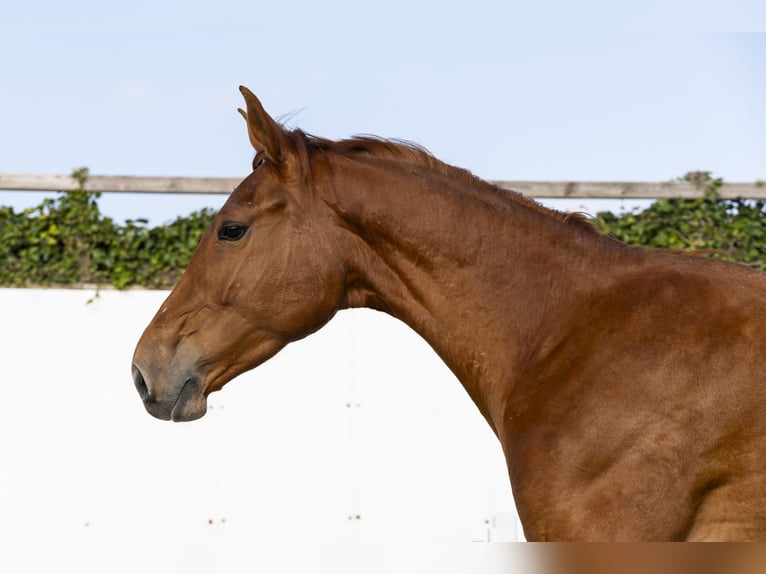 Belgian Warmblood Mare 4 years 16 hh in Waddinxveen