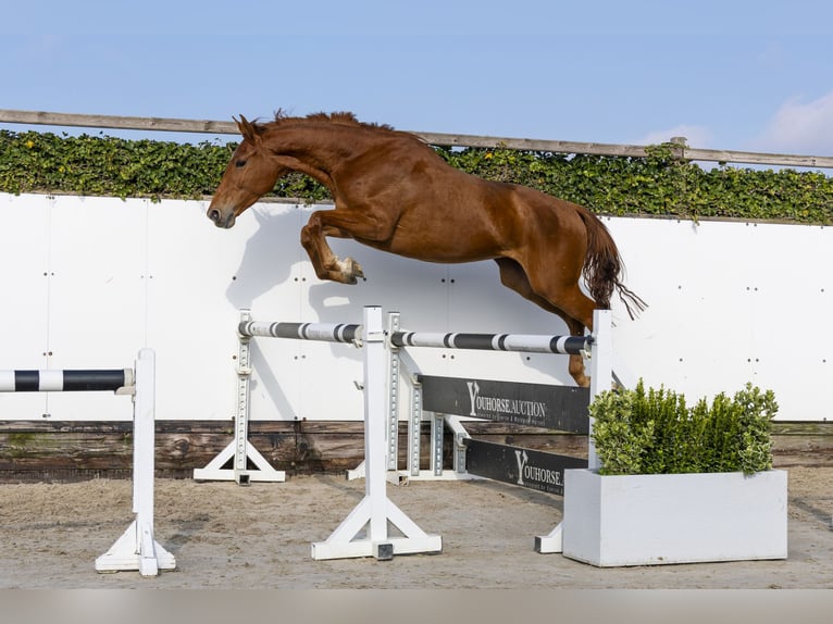 Belgian Warmblood Mare 4 years 16 hh in Waddinxveen