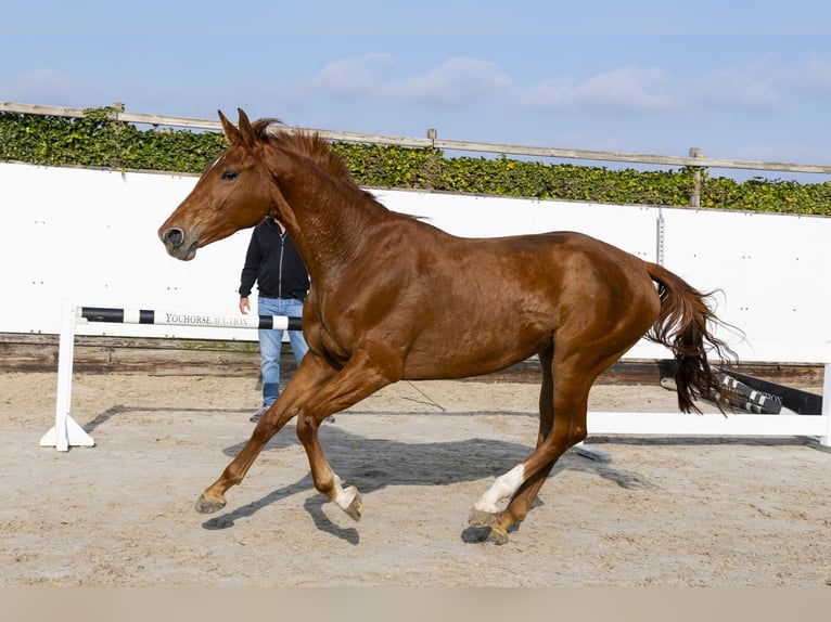 Belgian Warmblood Mare 4 years 16 hh in Waddinxveen