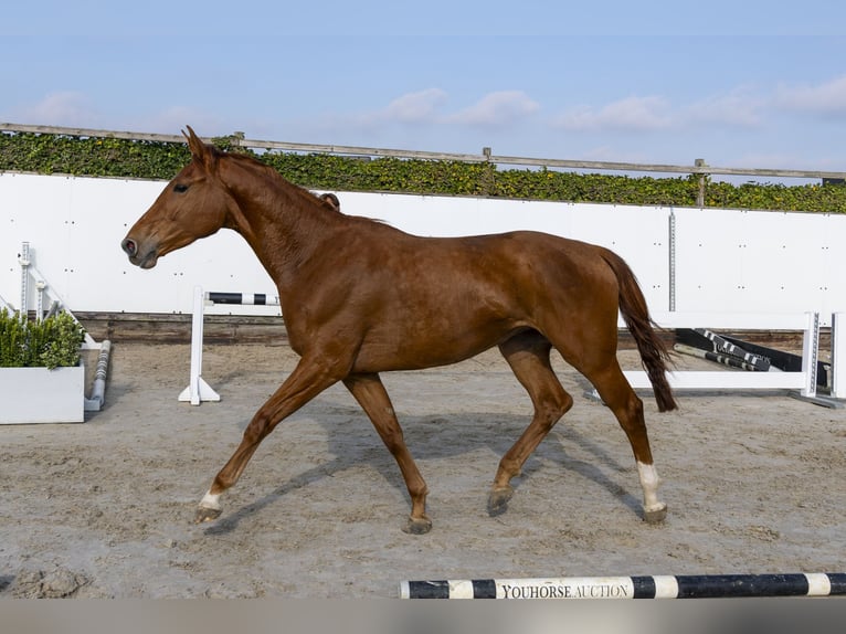 Belgian Warmblood Mare 4 years 16 hh in Waddinxveen