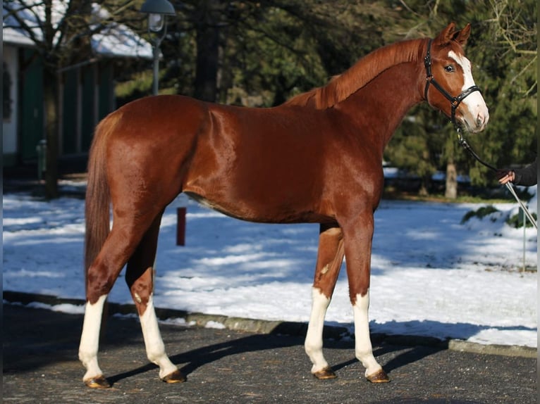 Belgian Warmblood Mare 4 years 16,1 hh Chestnut-Red in Murska Soboda