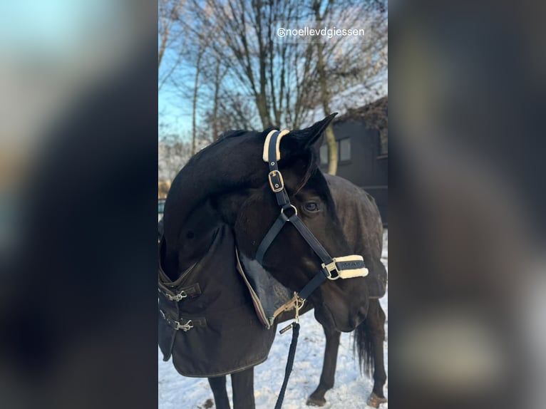 Belgian Warmblood Mare 4 years 17 hh Black in Sluiskil
