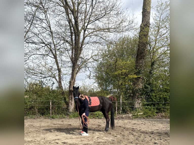 Belgian Warmblood Mare 4 years 17 hh Black in Sluiskil