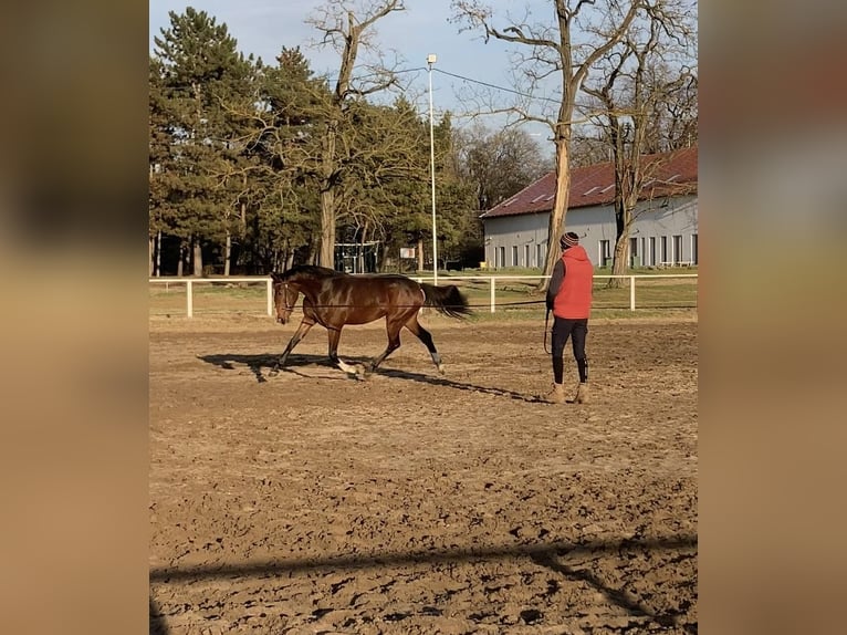 Belgian Warmblood Mare 4 years 17 hh Brown in Üllő