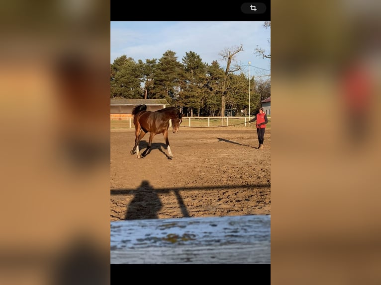 Belgian Warmblood Mare 4 years 17 hh Brown in Üllő