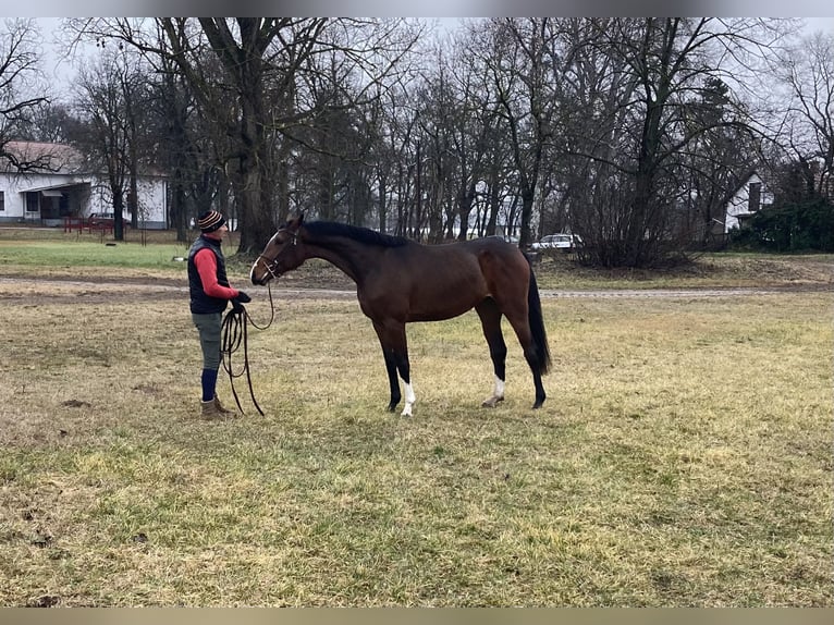 Belgian Warmblood Mare 4 years 17 hh Brown in Üllő