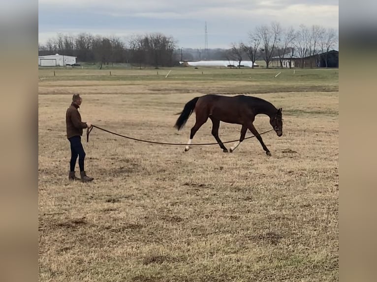 Belgian Warmblood Mare 4 years 17 hh Brown in Üllő