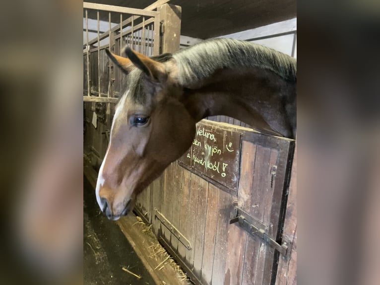 Belgian Warmblood Mare 4 years 17 hh Brown in Üllő