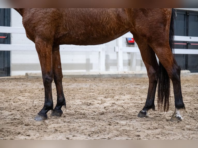 Belgian Warmblood Mare 5 years 14,3 hh Brown in Bocholt