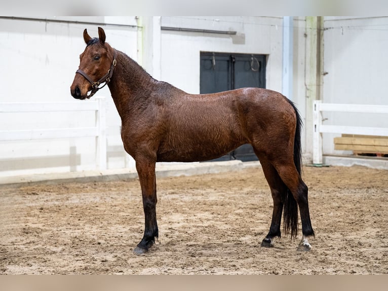 Belgian Warmblood Mare 5 years 14,3 hh Brown in Bocholt