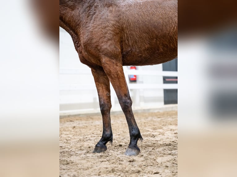 Belgian Warmblood Mare 5 years 14,3 hh Brown in Bocholt