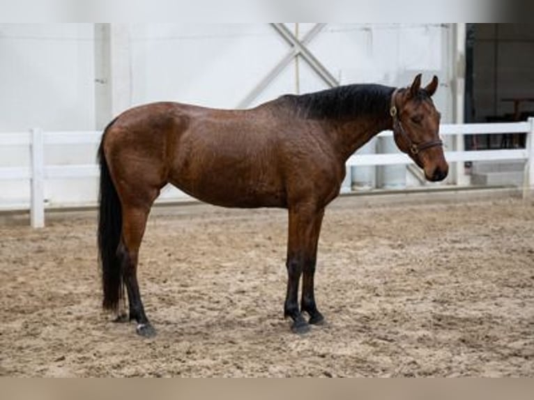 Belgian Warmblood Mare 5 years 14,3 hh Brown in Bocholt