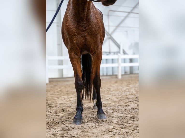 Belgian Warmblood Mare 5 years 14,3 hh Brown in Bocholt