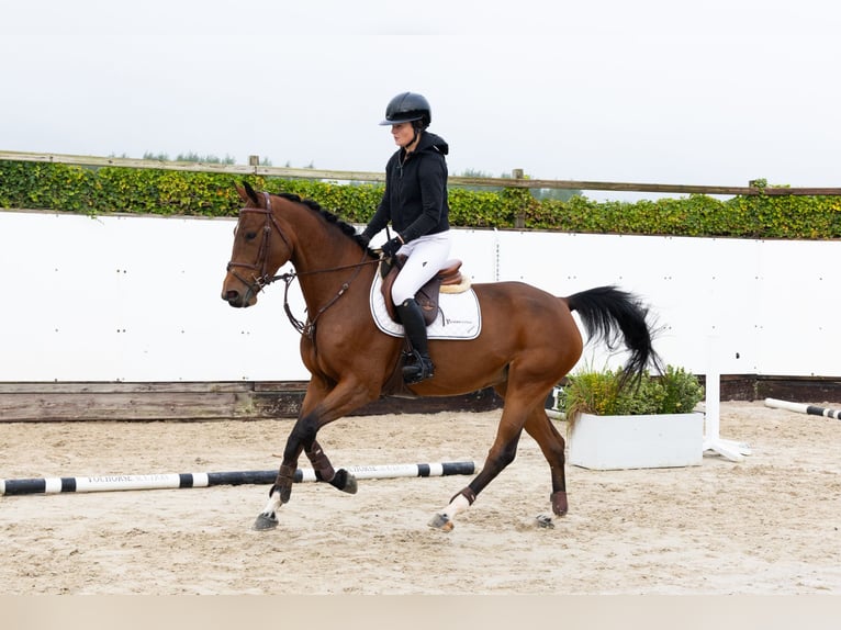 Belgian Warmblood Mare 5 years 15,3 hh Brown in Waddinxveen