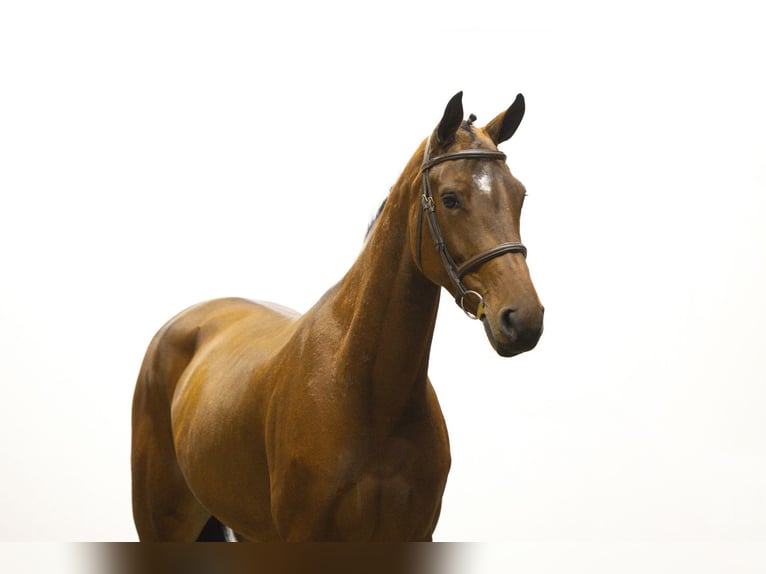 Belgian Warmblood Mare 5 years 15,3 hh Brown in Waddinxveen