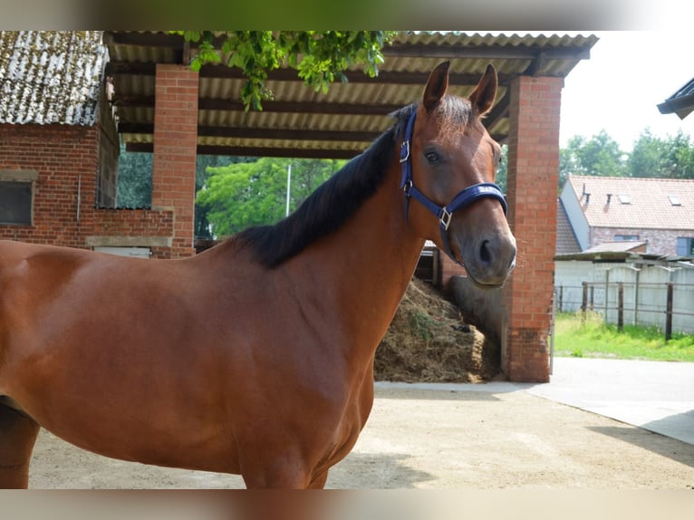 Belgian Warmblood Mare 5 years 16,1 hh Brown in Berlare