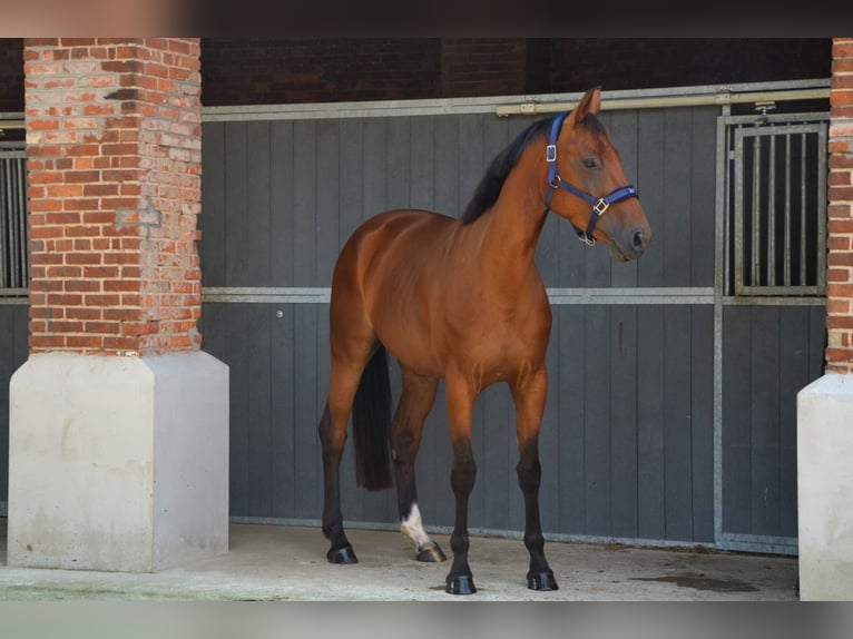 Belgian Warmblood Mare 5 years 16,1 hh Brown in Berlare