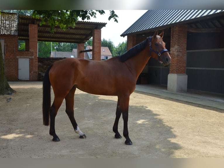 Belgian Warmblood Mare 5 years 16,1 hh Brown in Berlare