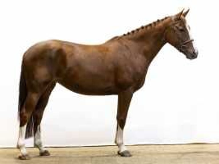 Belgian Warmblood Mare 5 years 16,1 hh Chestnut-Red in Waddinxveen