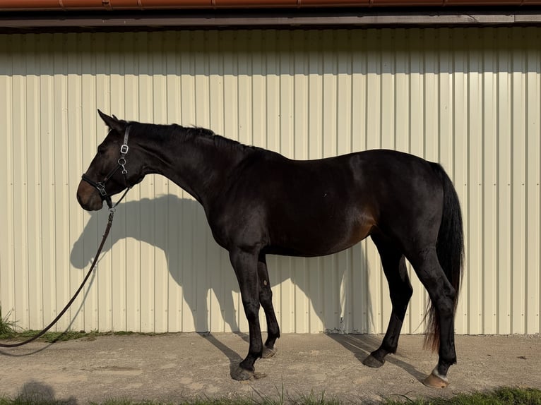 Belgian Warmblood Mare 5 years 16.2 hh Bay-Dark in Ādaži