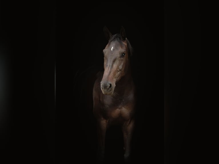 Belgian Warmblood Mare 5 years 16.2 hh Bay-Dark in Ādaži