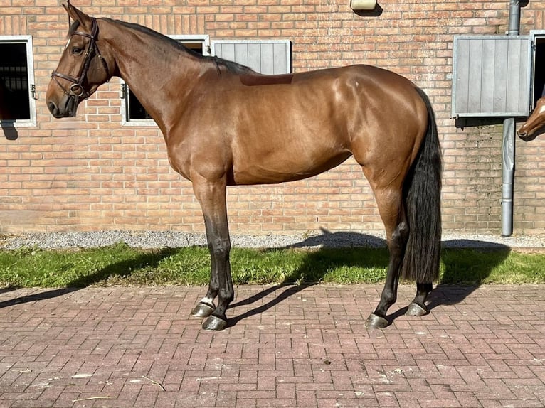 Belgian Warmblood Mare 5 years 16,2 hh Brown in Bladel