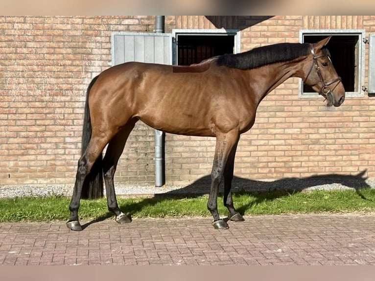 Belgian Warmblood Mare 5 years 16,2 hh Brown in Bladel