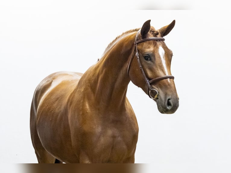 Belgian Warmblood Mare 5 years 16.2 hh Chestnut-Red in Waddinxveen