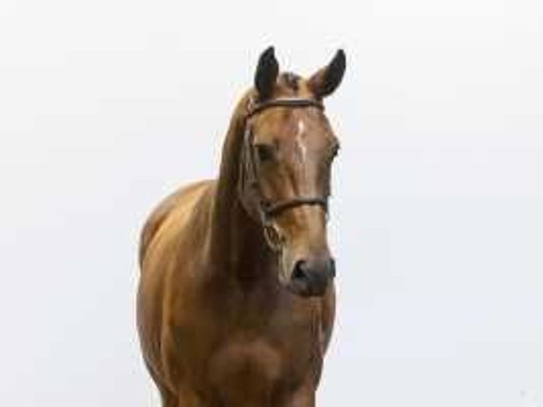 Belgian Warmblood Mare 5 years 16,3 hh Brown in Waddinxveen