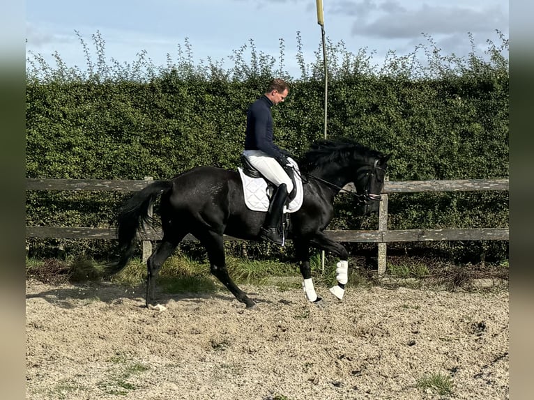 Belgian Warmblood Mare 5 years 16 hh Black in Jabbeke