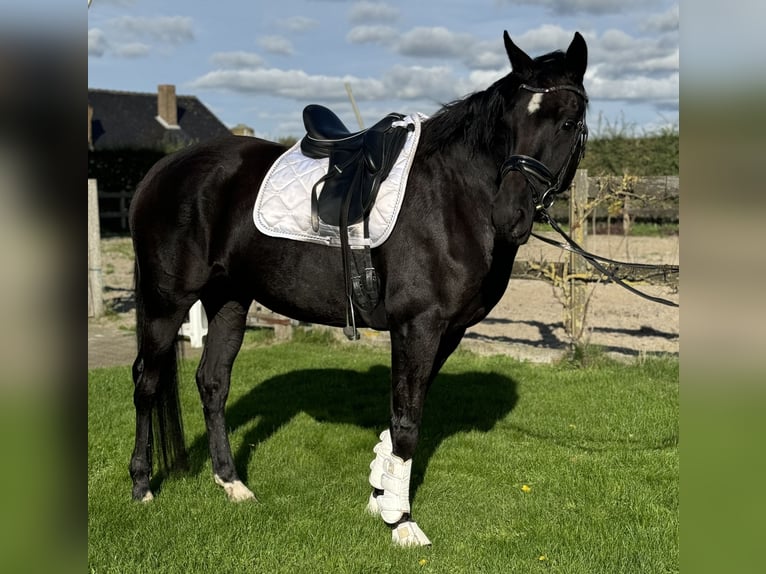 Belgian Warmblood Mare 5 years 16 hh Black in Jabbeke