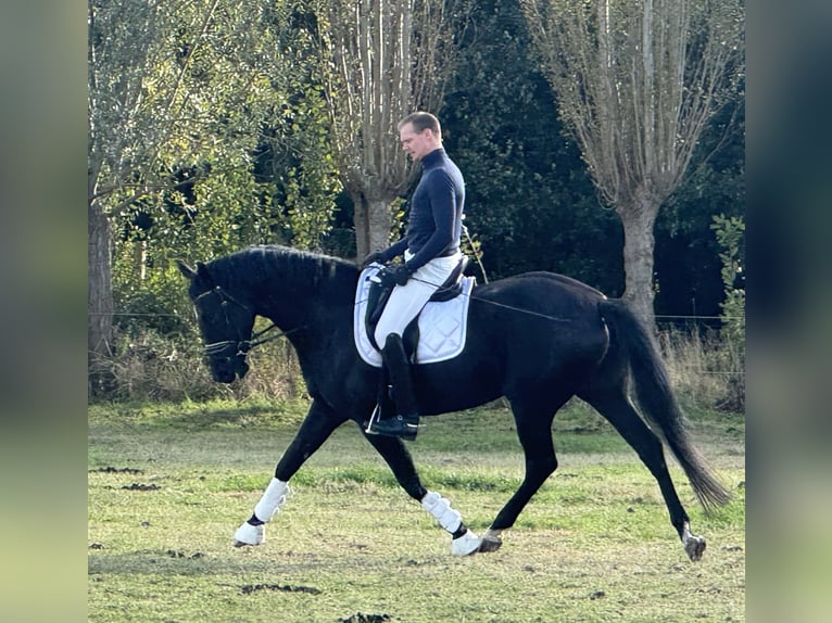 Belgian Warmblood Mare 5 years 16 hh Black in Jabbeke
