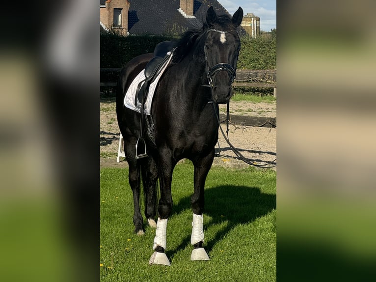 Belgian Warmblood Mare 5 years 16 hh Black in Jabbeke