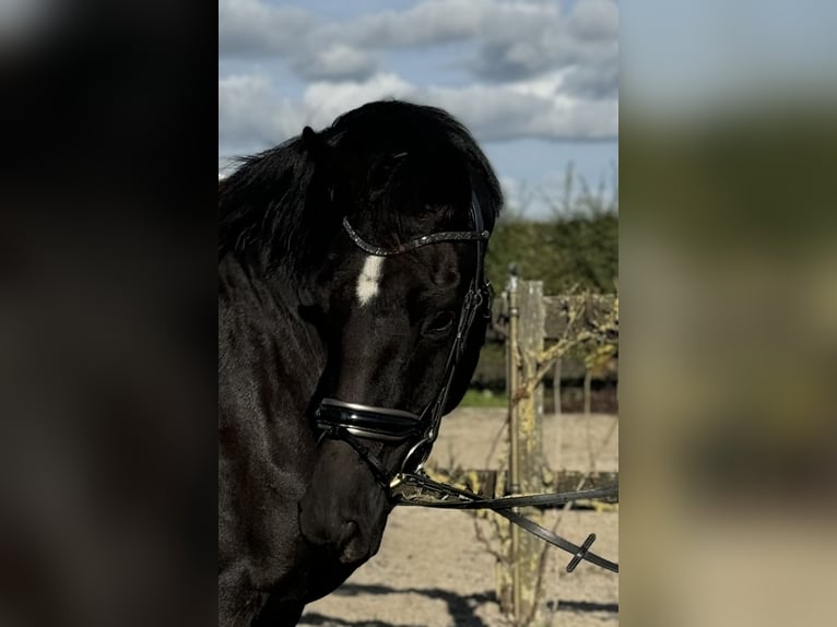 Belgian Warmblood Mare 5 years 16 hh Black in Jabbeke