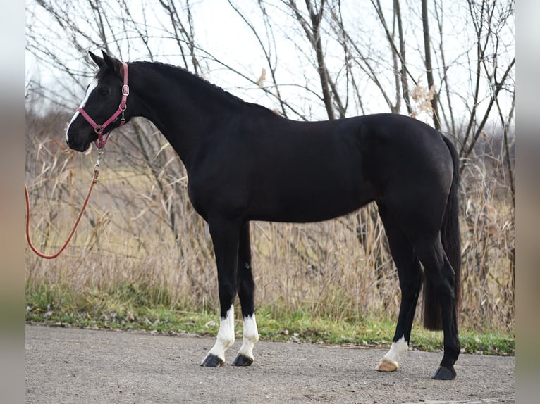 Belgian Warmblood Mare 5 years 16 hh Black in Baracs